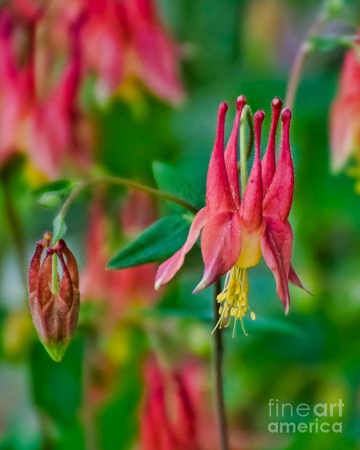 Columbine Patch Photograph by Kathy M Krause - Fine Art America