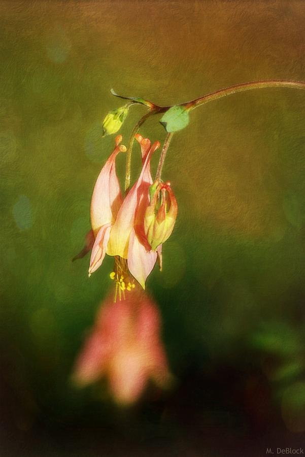 Flowers Still Life Photograph - Columbine Portrait by Marilyn DeBlock