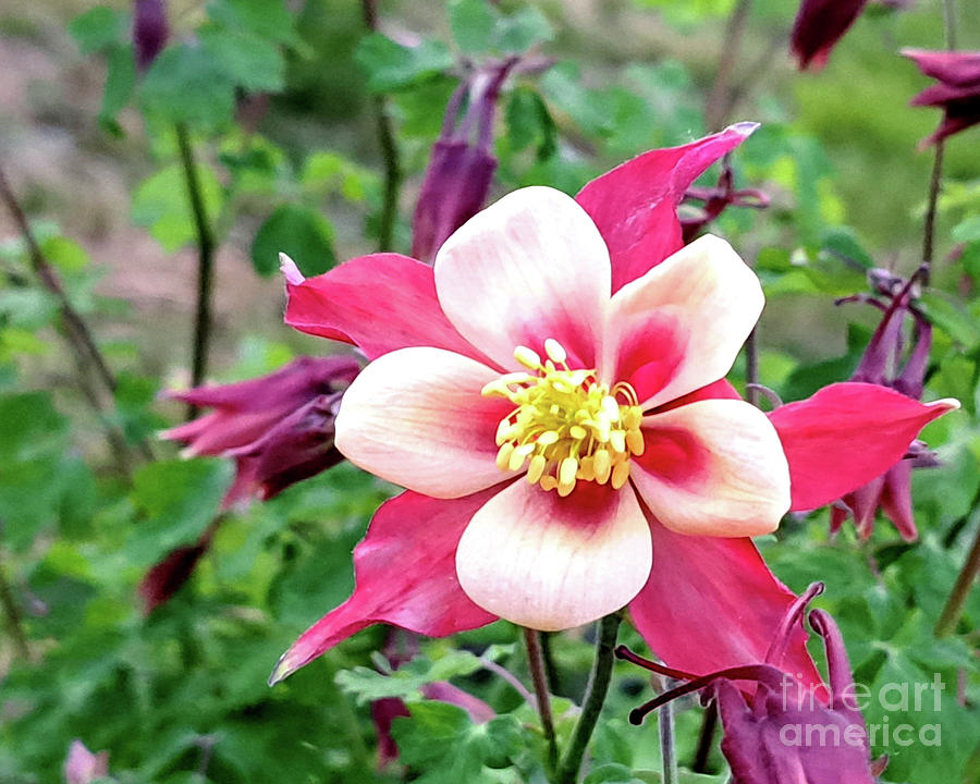 Columbine Pretty in Pink Photograph by Mars Besso