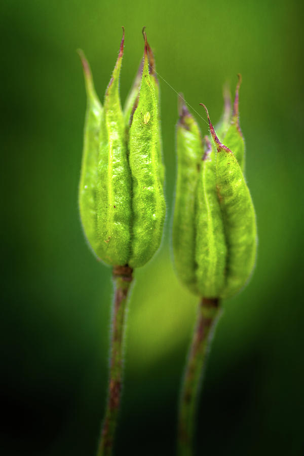 Columbine Seed Pods Photograph by Carolyn Derstine