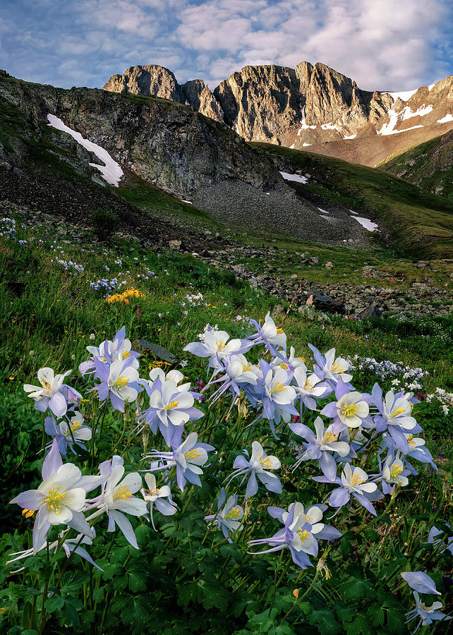 Columbines in the Mountains Photograph by David Soldano