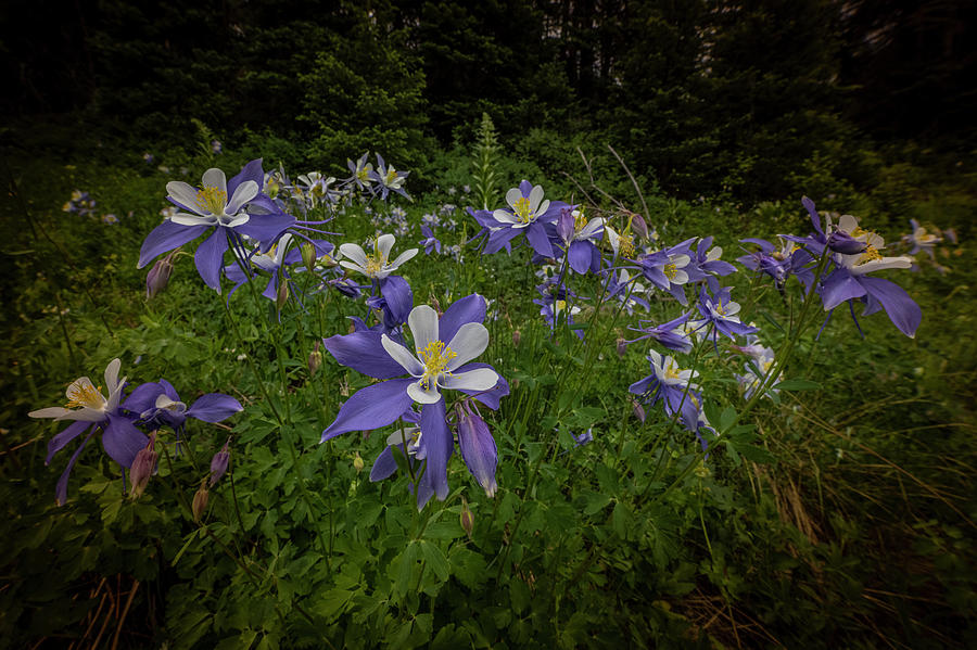 Columbines of Colorado Photograph by Kevin Schwalbe