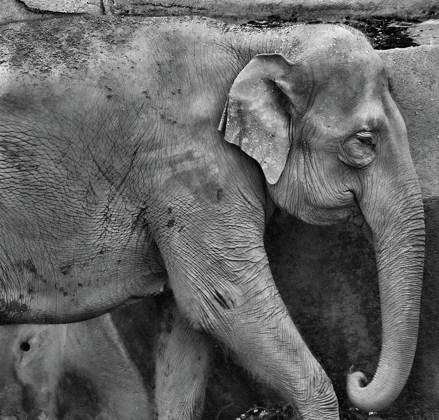 Columbus Zoo Elephant Black And White Photograph by Dan Sproul
