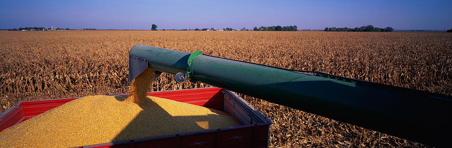 Combining Corn, Minnesota Photograph by Alvis Upitis
