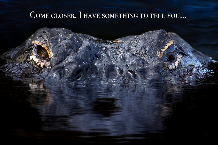 Come Closer Alligator Greeting Photograph by Mark Andrew Thomas