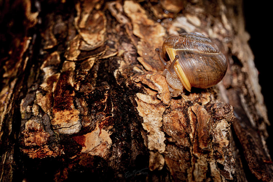 Come Snail Away Photograph by Erich Grant