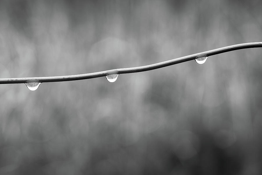 Comes In Drops Photograph