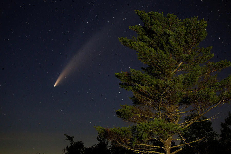 Comet and Pine Photograph by John Meader