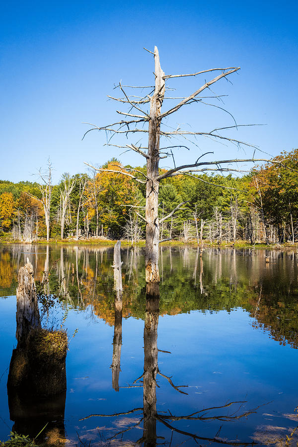 Comet Creek Beaver Pond Photograph by Jonathan Babon