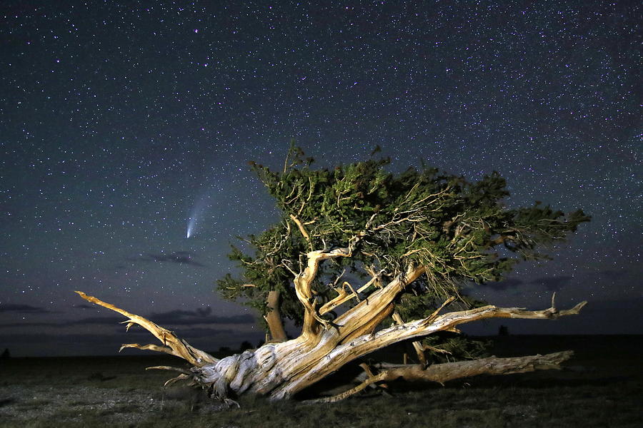 Comet Photograph - Comet Neowise and Bristlecone by Gretchen Baker