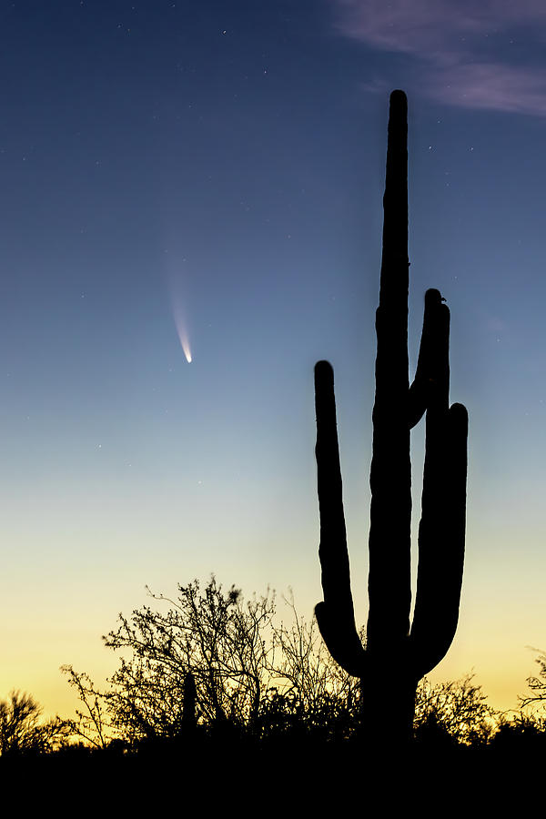 Comet NEOWISE and Saguaro Photograph by James Capo