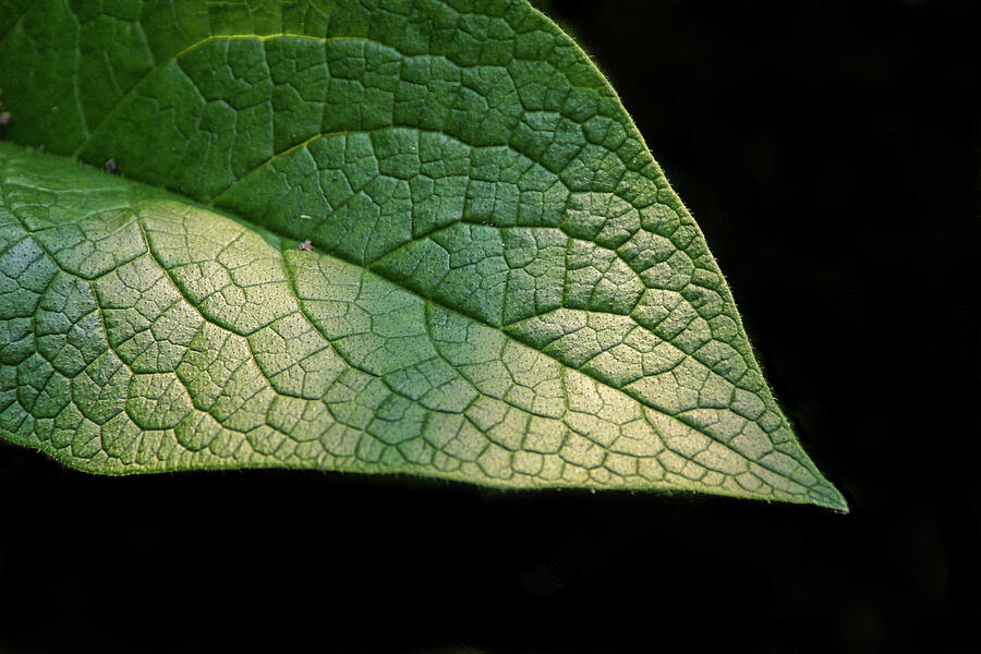 Comfrey Leaf 2 - Photograph by Julie Weber