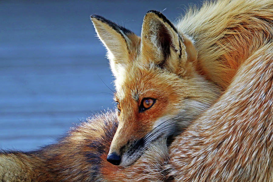 Animal Photograph - Comfy Fox by Debbie Oppermann