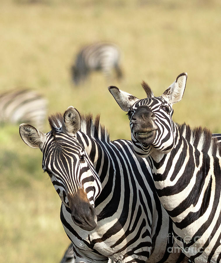 Comical zebras, equus quagga, in the Masai Mara, Kenya. Front view of a zebra who appears to be smiling Photograph by Jane Rix