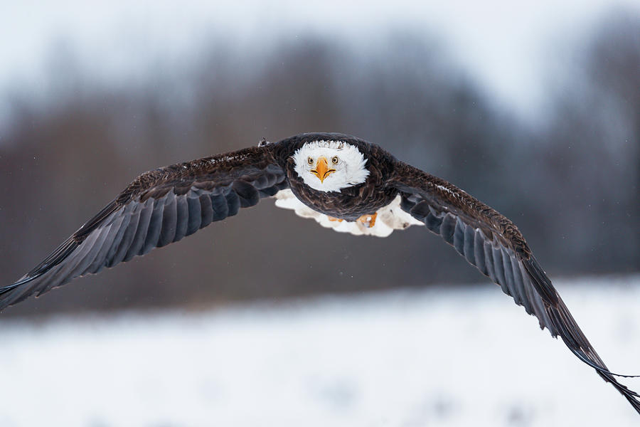 Coming at you - bald eagle in flight Photograph by Murray Rudd