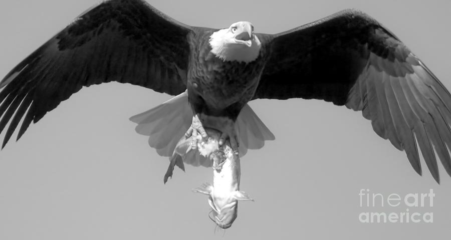 Coming At You With A Fresh Catch Black And White Photograph by Adam Jewell