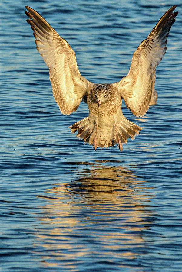 Coming in for a Landing by Dave Hilbert Coming in for a Landing by Dave Hilbert