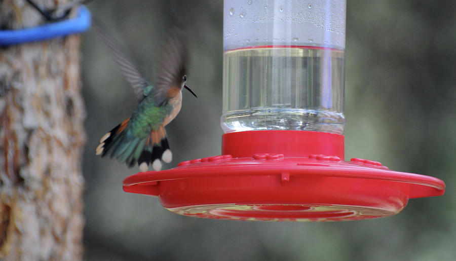 Coming In for a Landing-Hummingbird, Northern Colorado Photograph by Richard Porter