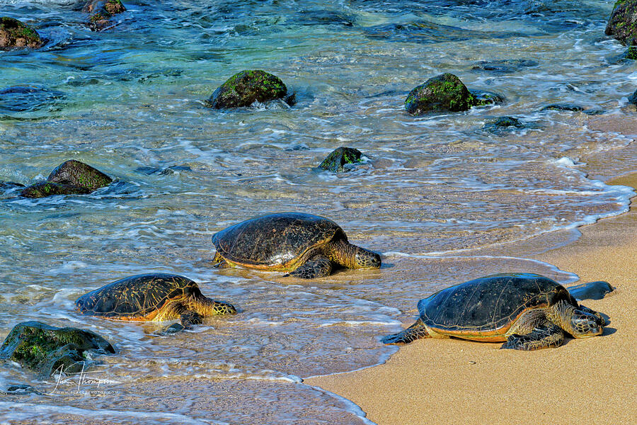Green Sea Turtles Photograph - Coming In by Jim Thompson Green Sea Turtles Photograph - Coming In by Jim Thompson