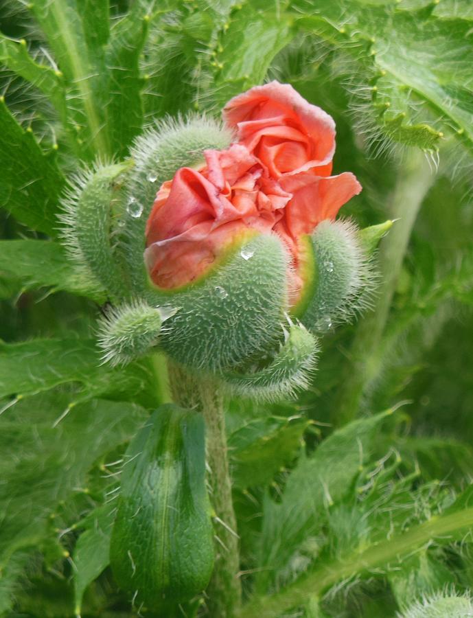 Poppy - Popping Out Photograph