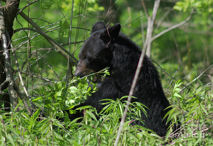 Black Bear #1 Photograph by Douglas Stucky