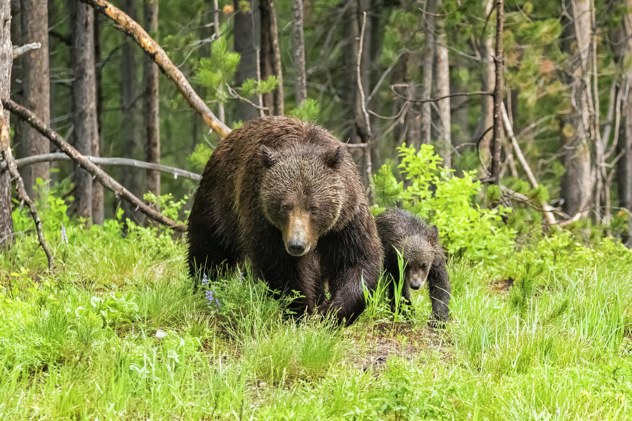 Coming Through - Grizzly 399 And One Of Her Cubs Photograph