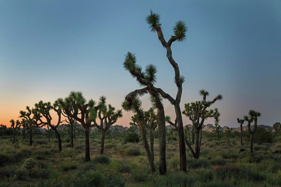 Joshua Tree National Park Photograph - Coming to an End by Laurie Search