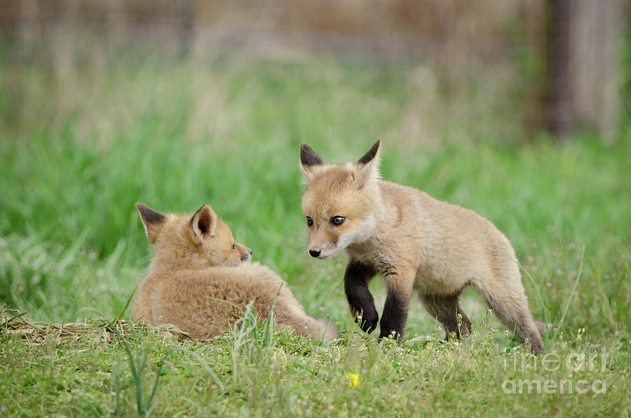 Coming to Get You Baby Foxes Animal / Wildlife Photograph Photograph by PIPA Fine Art - Simply Solid