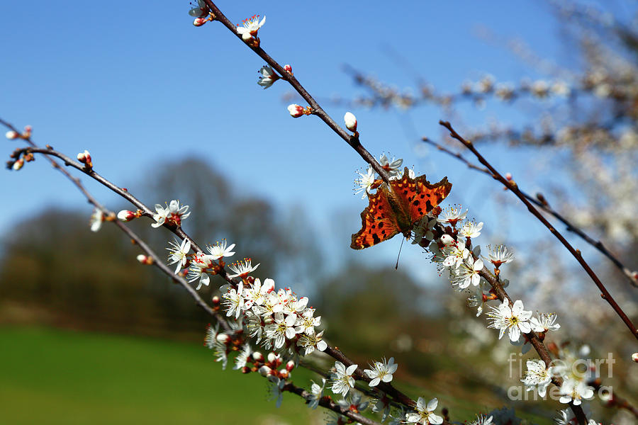Comma Butterfly Feeding on Blackthorn Flowers Photograph by James Brunker