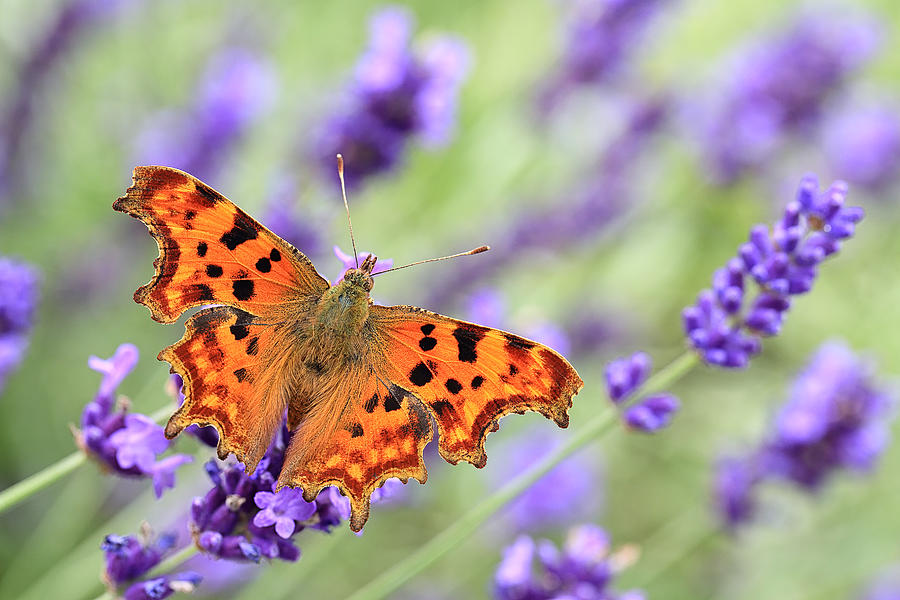Comma butterfly on English lavender Photograph by © Jackie Bale