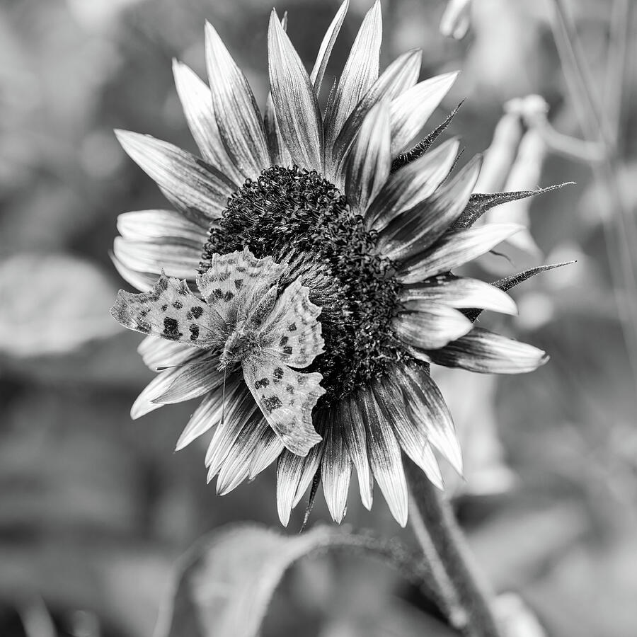 Comma Butterfly On Sunflower Black And White Photograph by Tanya C Smith