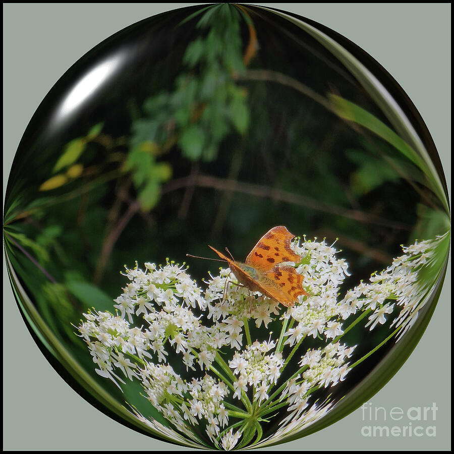 Comma Butterfly on Wild Carrot Photograph by Yvonne Johnstone