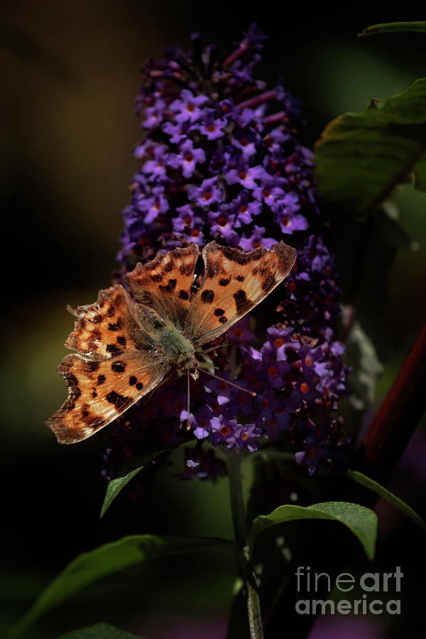 Comma Butterfly Purple Buddleia Photograph by Terri Waters