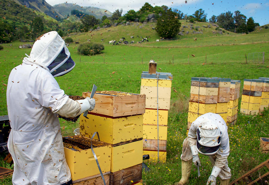 Commercial Beekeepers with Beehives Photograph by LazingBee
