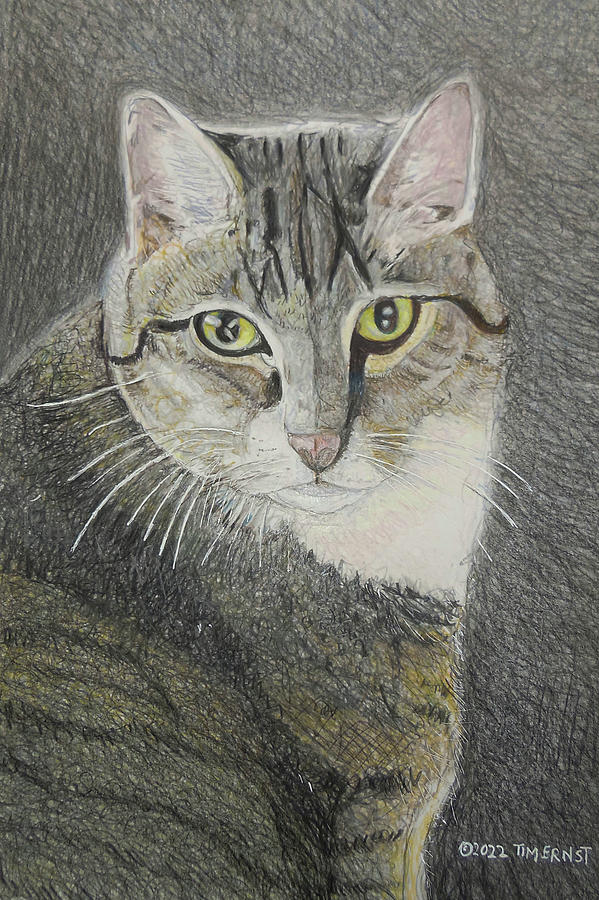 Commissioned Cat Portrait Drawing by Tim Ernst