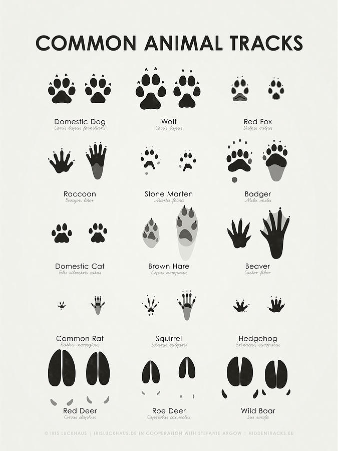 Common Animal Tracks Hidden Tracks English Painting by Roberts Cooper ...