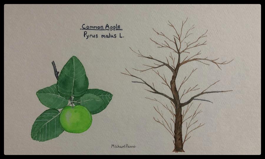 Tree Painting - Common Apple Tree ID W/ Border by Michael Panno