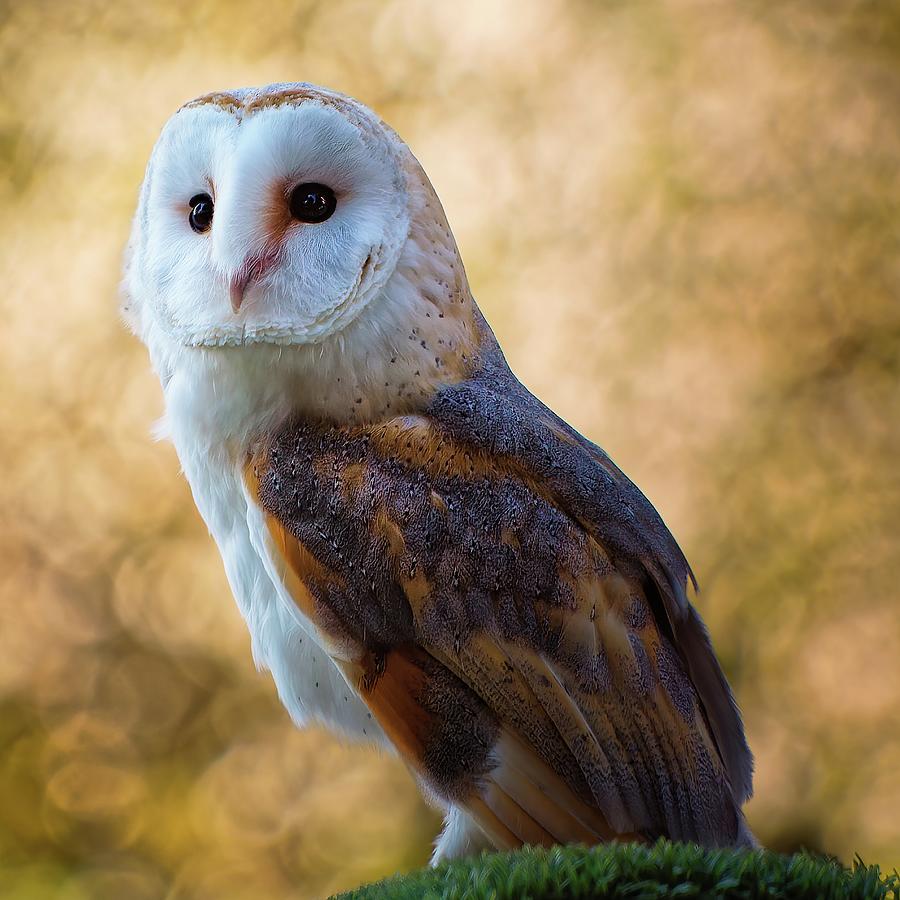 Common barn owl Photograph by James Lamb Photo - Fine Art America