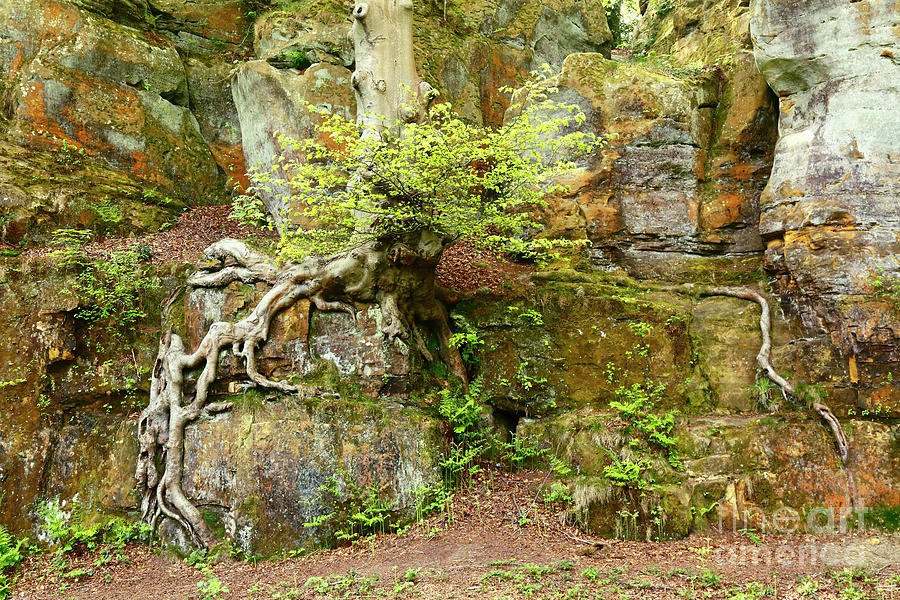 Common Beech Tree Roots and Sandstone Rocks Photograph by James Brunker