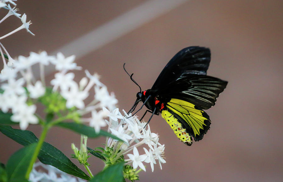 Common Birdwing Butterfly  on White Flowers 2 Photograph by Dawn Richards