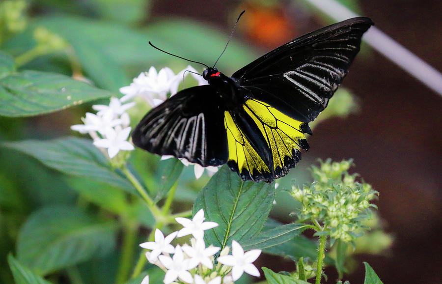 Common Birdwing Butterfly  on White Flowers 3 Photograph by Dawn Richards