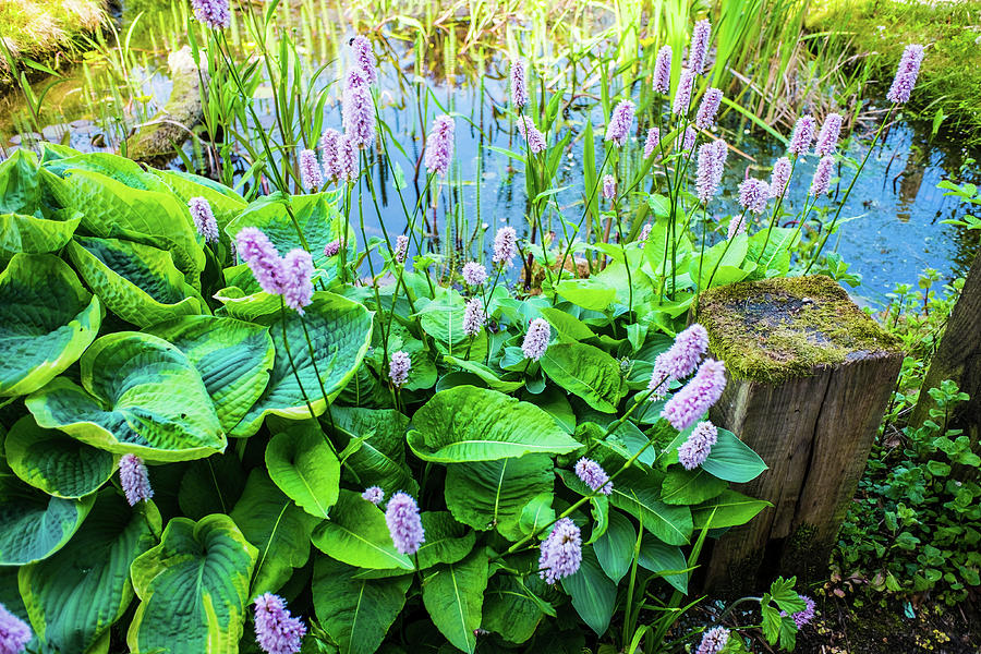 Summer Photograph - Common Bistort plant beside a garden pond by David Ridley