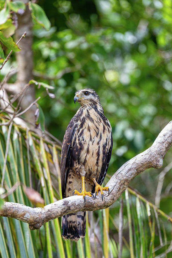 Common black hawk, Buteogallus anthracinus, Manuel Antonio National ...