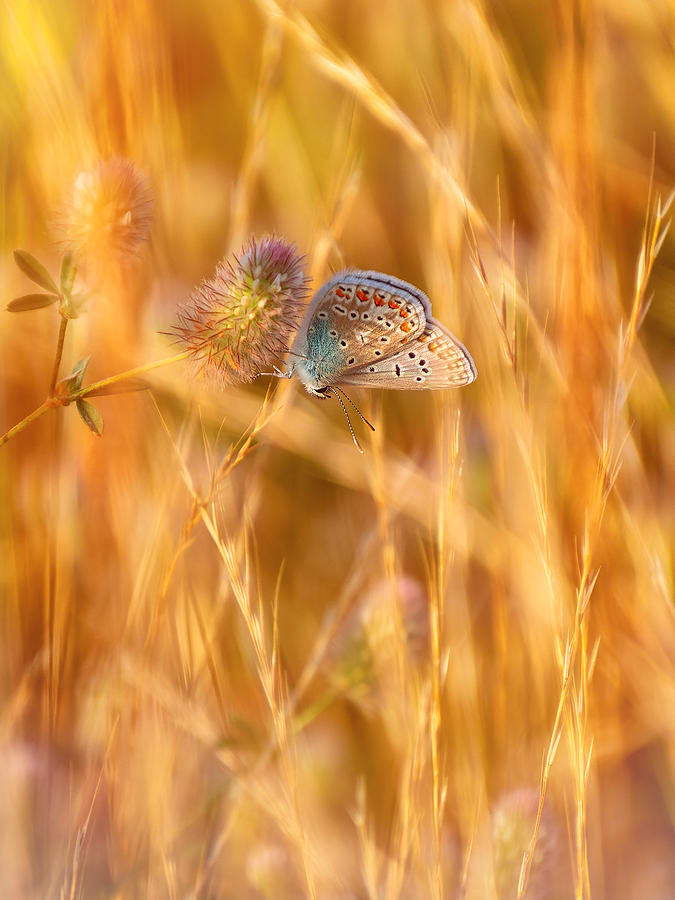 Common Blue Butterfly #2 Photograph by Jaroslav Buna