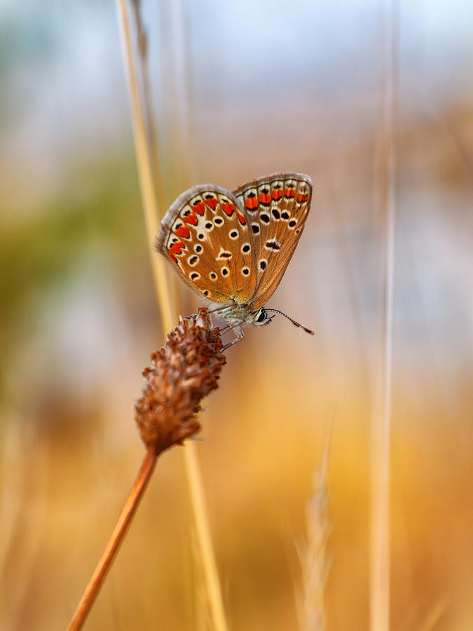 Common Blue Butterfly #4 Photograph by Jaroslav Buna
