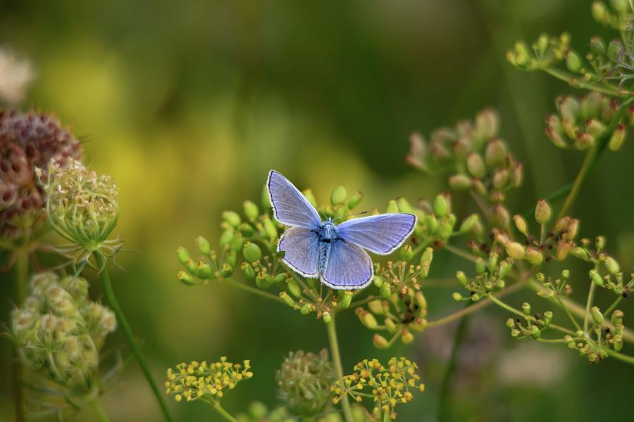 Common Blue Butterfly Male Photograph