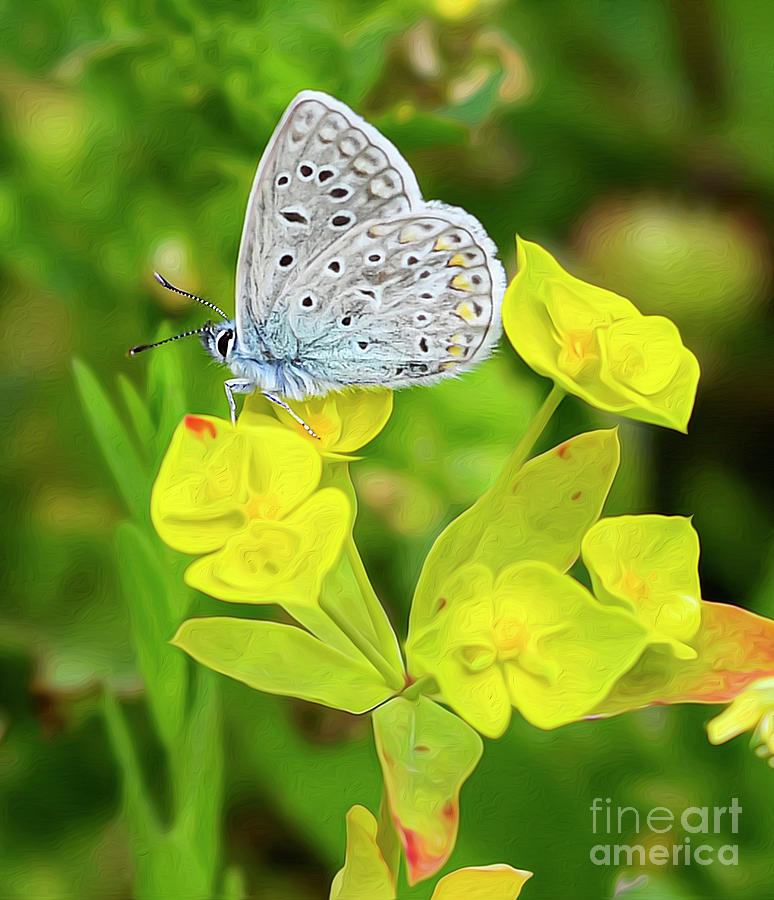 Common Blue Butterfly on Wildflowers Painting by Paul Gerace