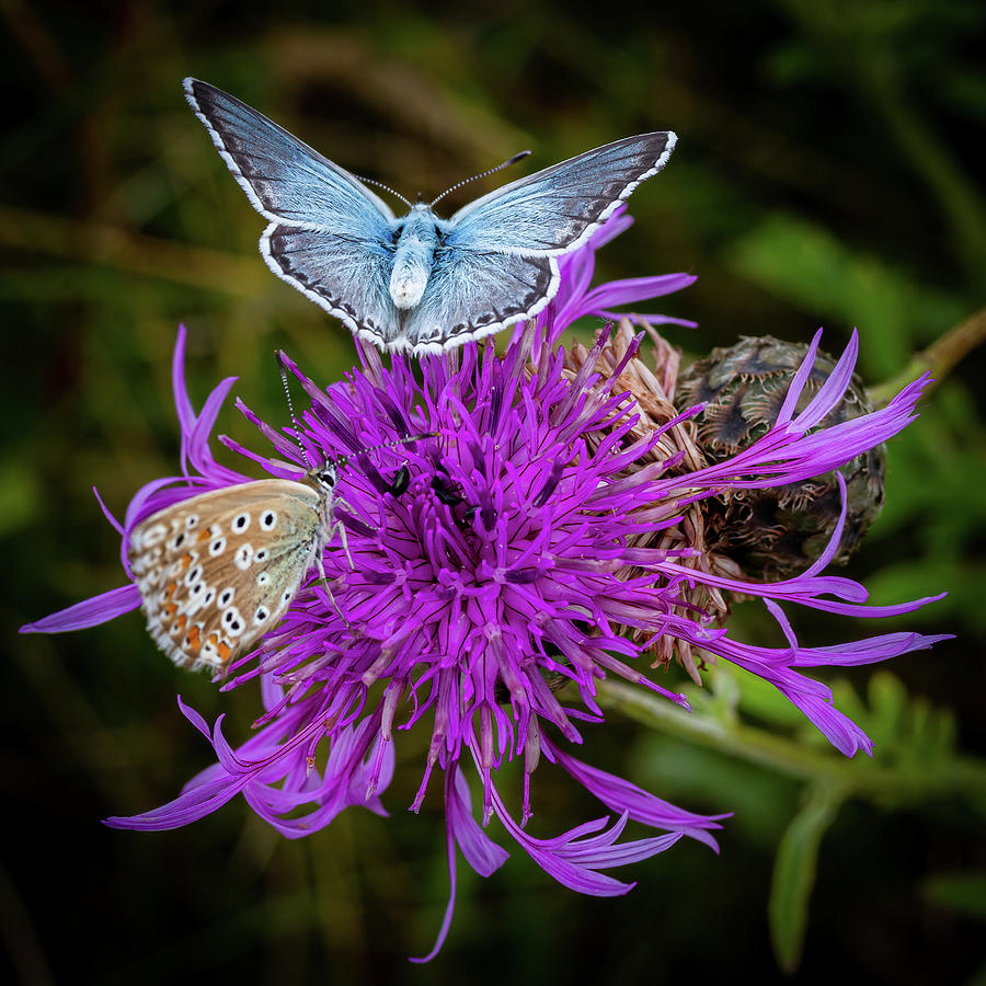 Common Blue Butterflies Photograph by Shirley Mitchell
