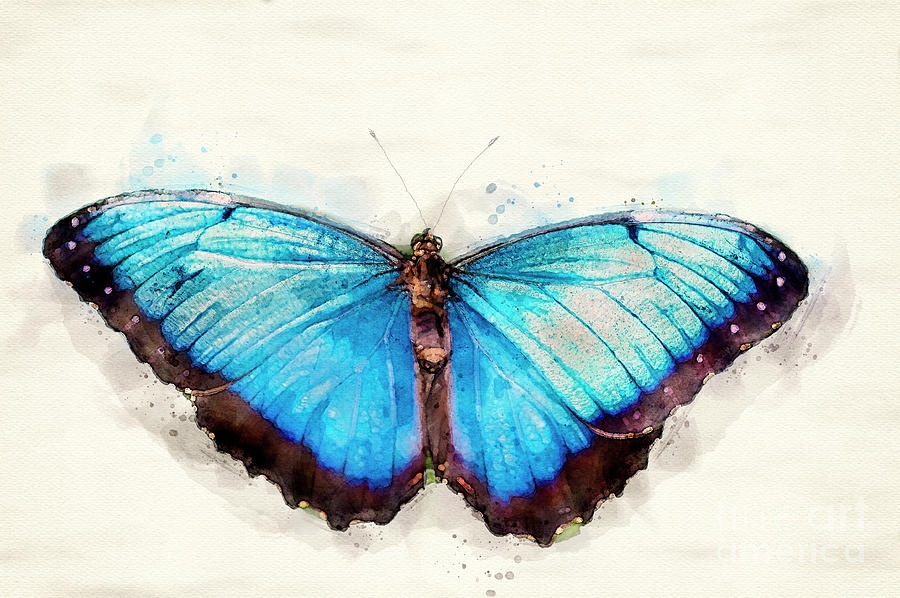 Common Blue Morpho Butterfly digital watercolor print Digital Art by ...