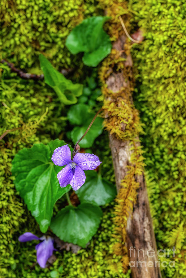 Common Blue Violet in Moss Photograph by Thomas R Fletcher